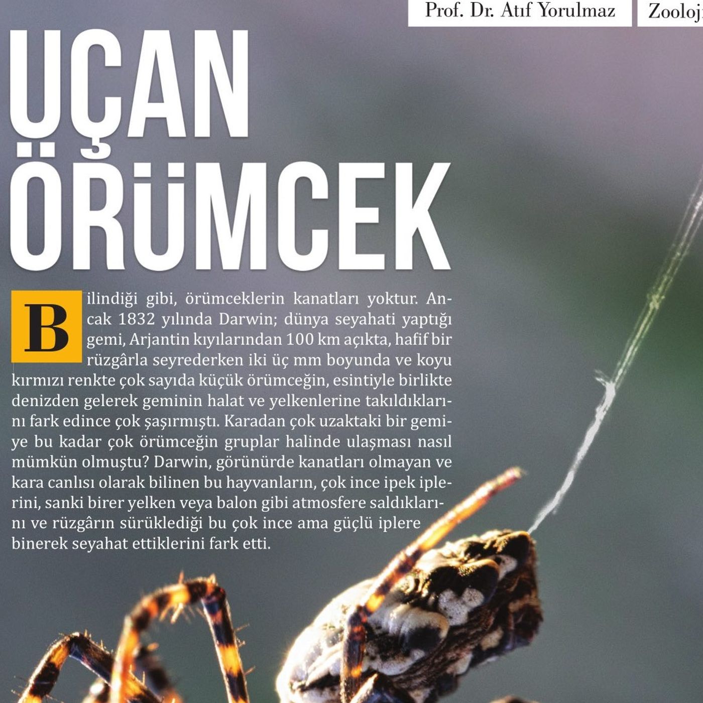 Uçan Örümcek episode artwork