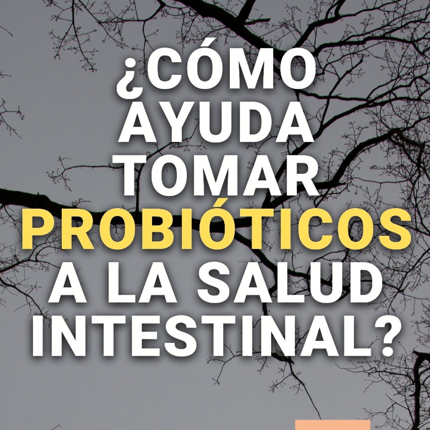 ¿Sabes qué le pasa a tus pulmones cuando tomas probióticos todos los días?