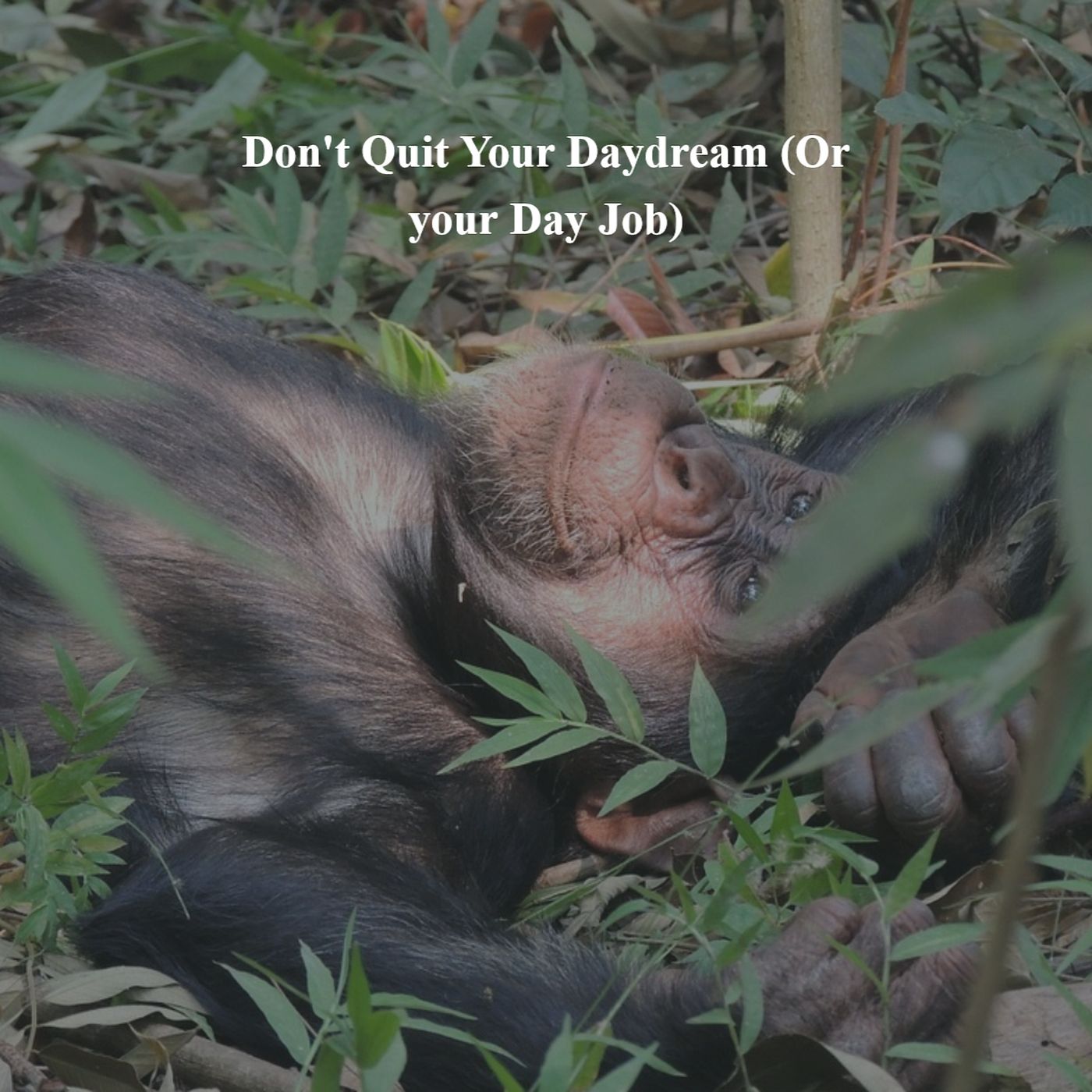 Through a Different Lens