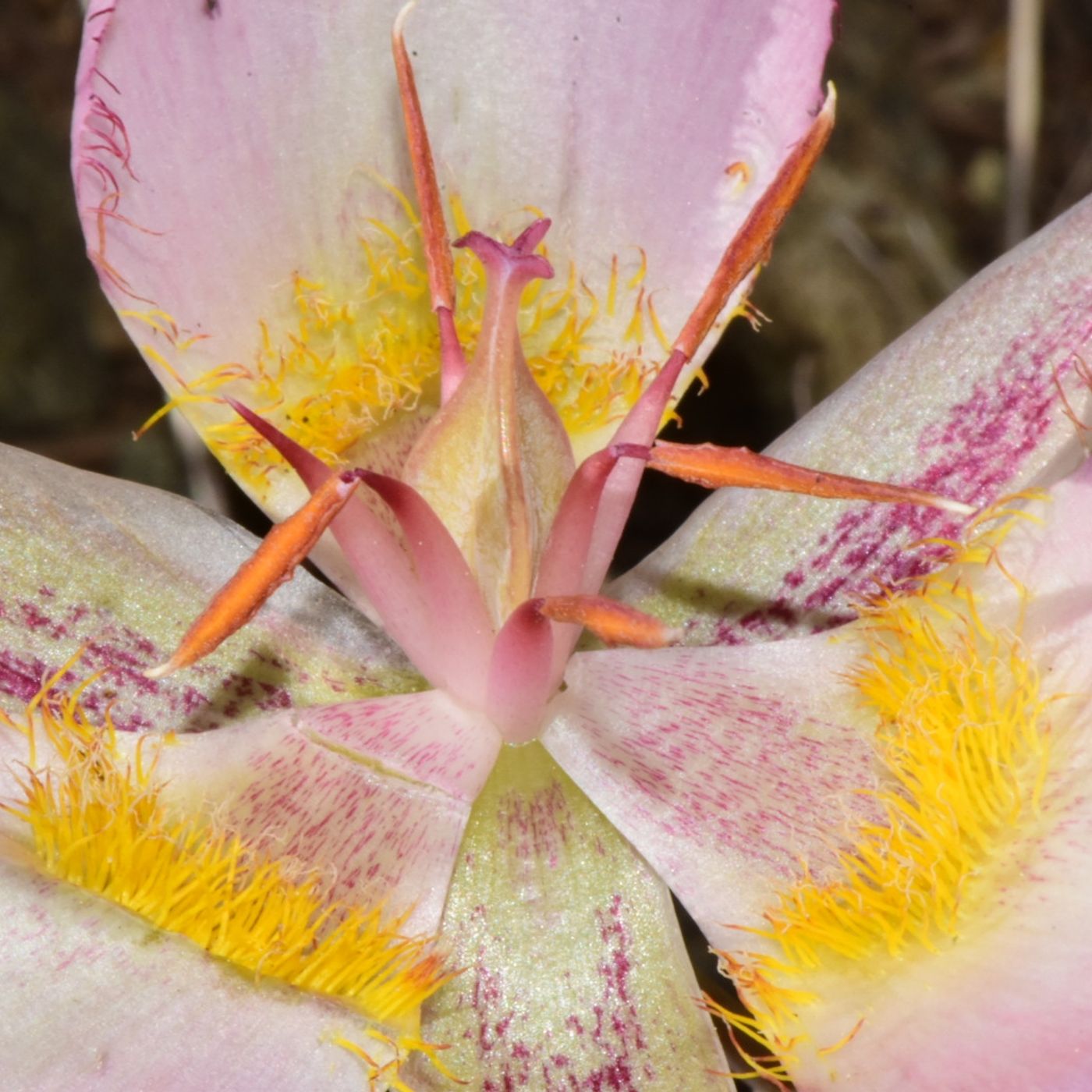 Darlingtonia, Flu Klux Klan, Illegal Gardening