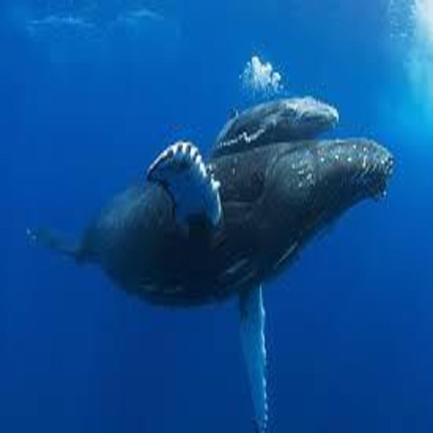 Preparing to interview Alex Grace on Saturday, vehicular blueberry jam, and whales calling villains out