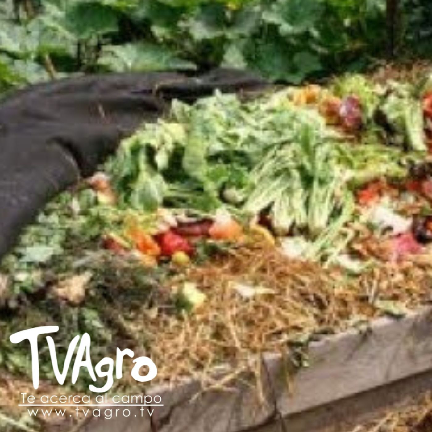 TV AGRO