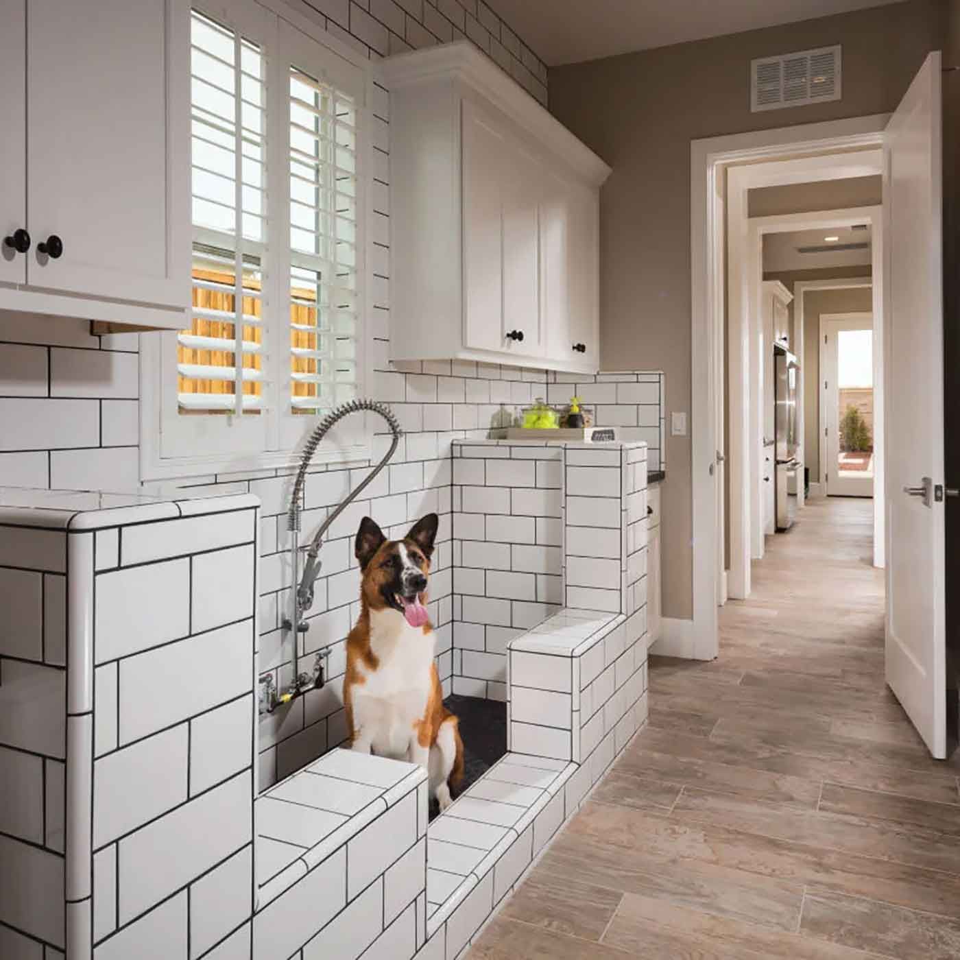 Building Pet Friendly Homes - Banning Pet Piercings and Tattoos Building Pet Friendly Homes - Banning Pet Piercings and Tattoos