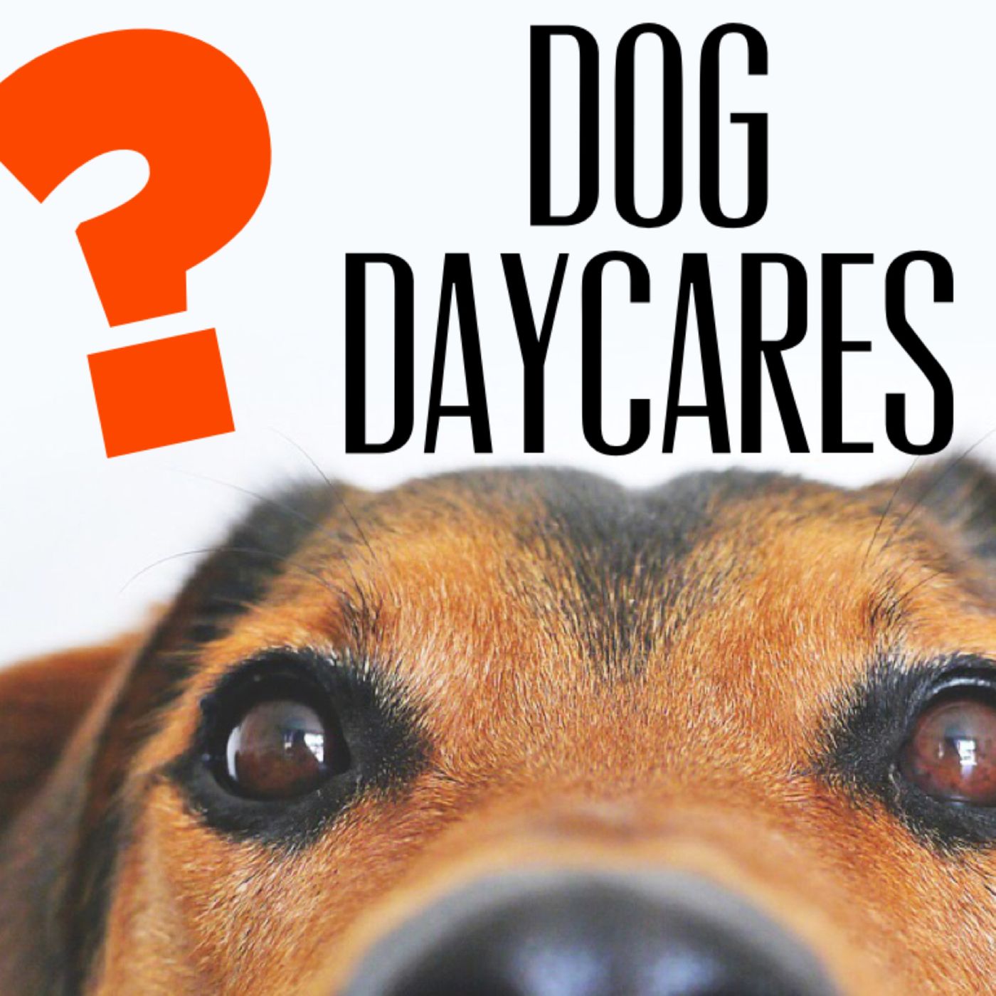 Dog Daycares