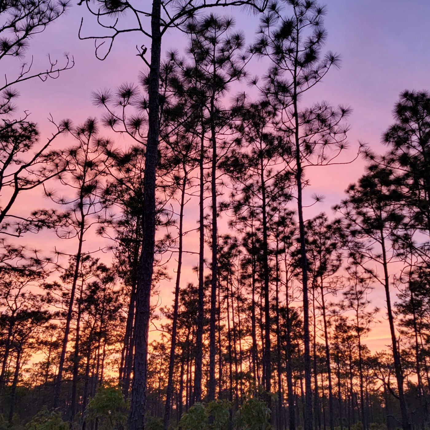 Talking Florida Panhandle Plants in a Longleaf Pine Forest