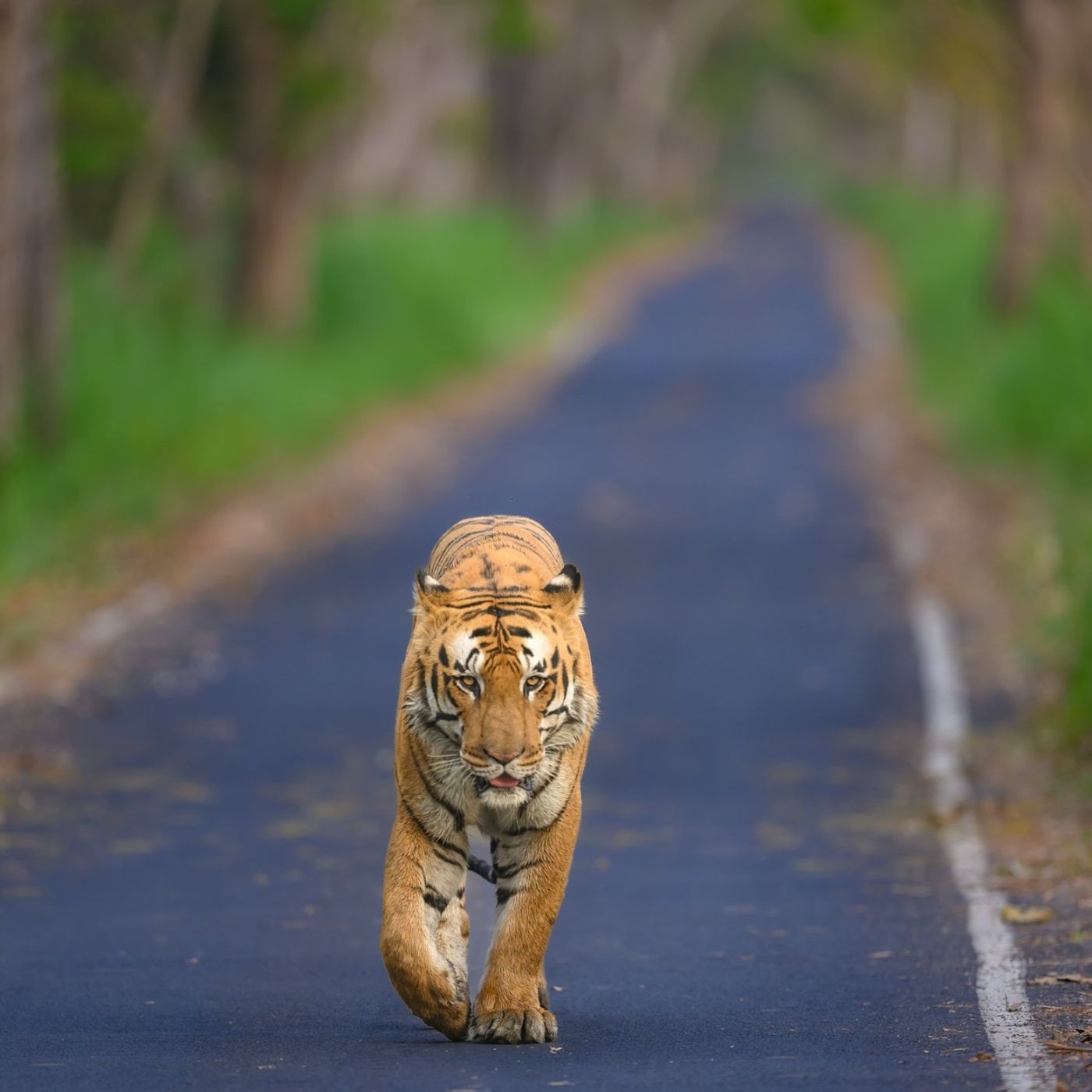 Classic North India Birding & Wildlife
