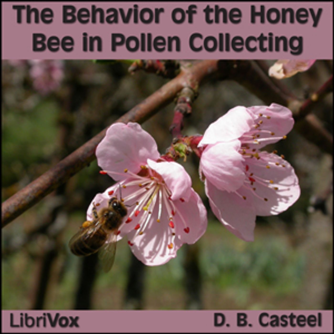 The Behavior of the Honey Bee in Pollen Collecting by D. B. Casteel podcast artwork