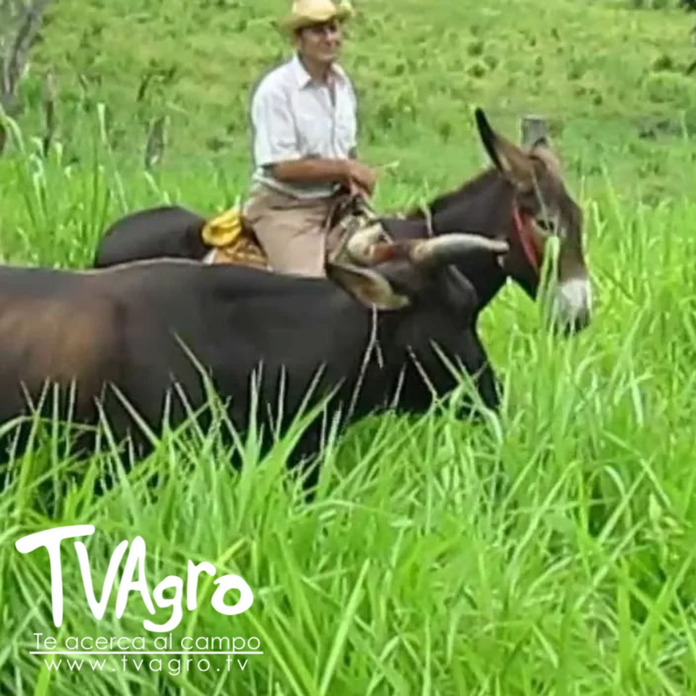 TV AGRO