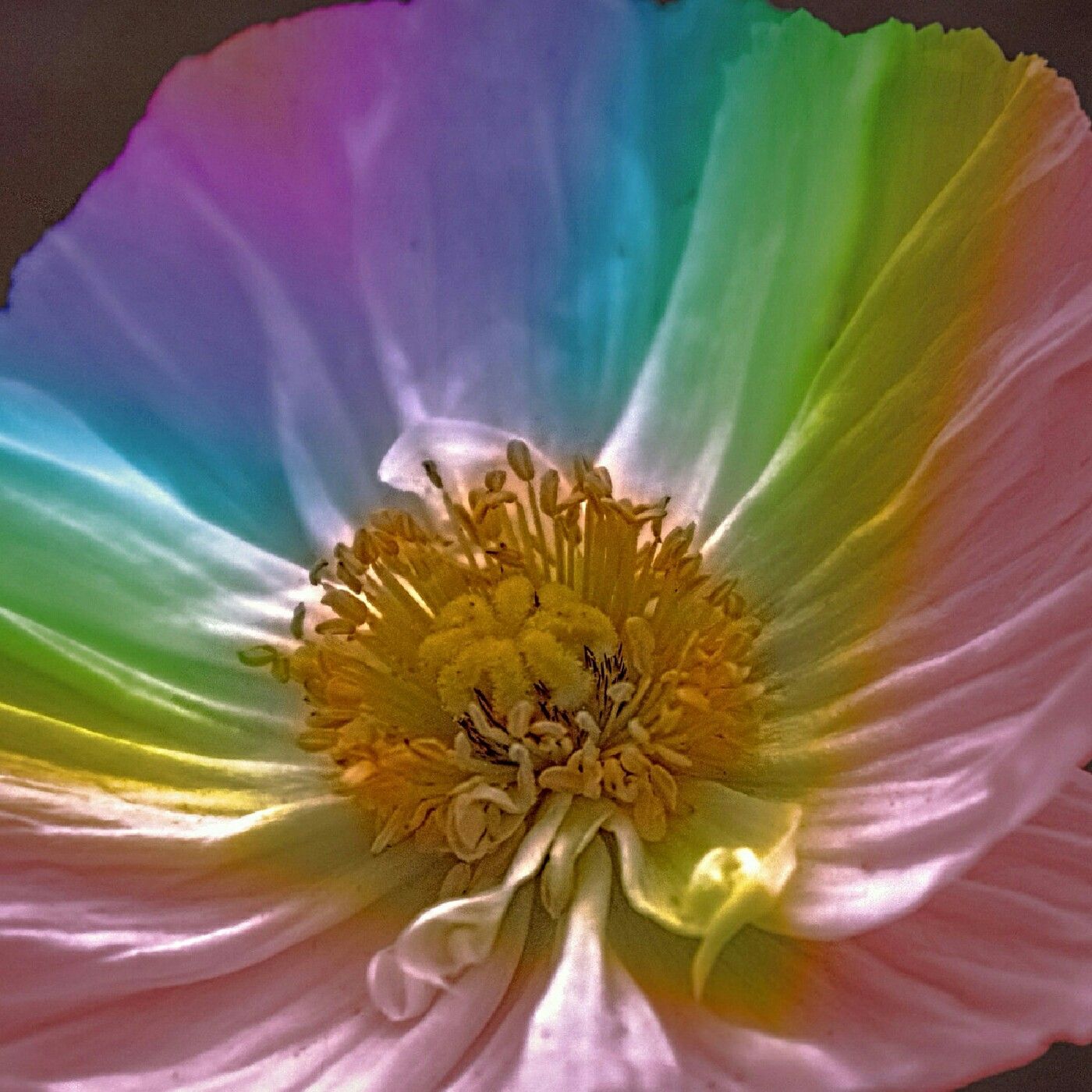 Radio Rebels's podcast