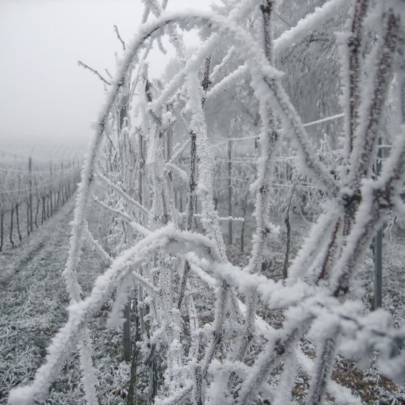 O ptakach, które zimą przylatują do Polski O ptakach, które zimą przylatują do Polski