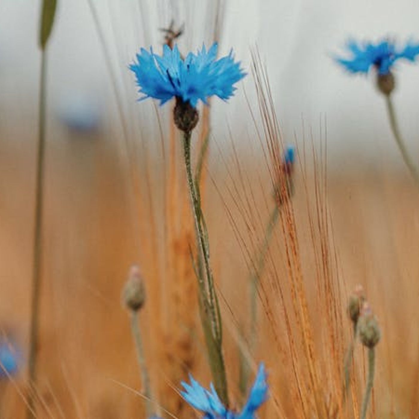 How Can I Grow in Obeying God?