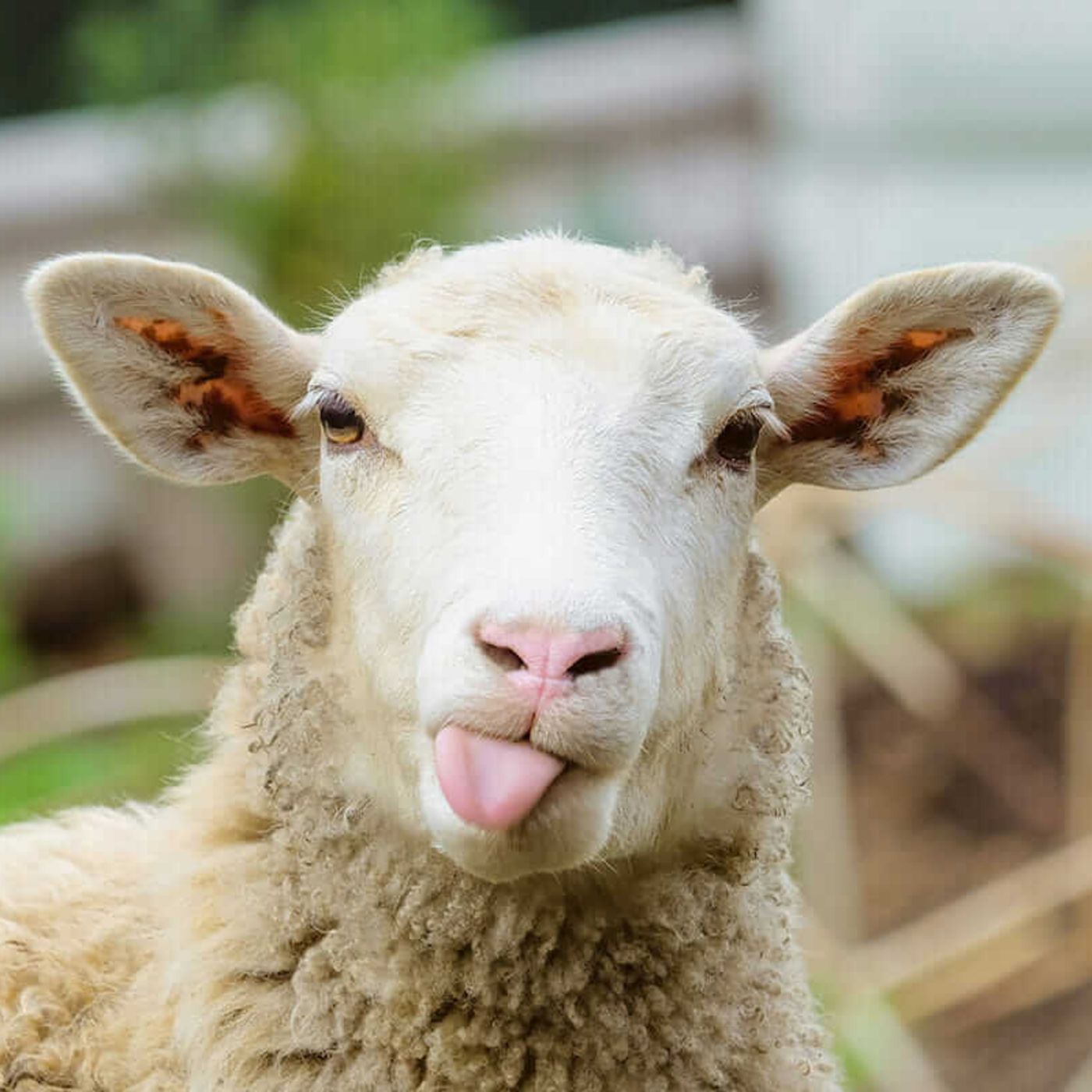 "How You Came to Be One of Christ’s Sheep,” from John 10:2-4, 11, 16, 22-42 episode artwork
