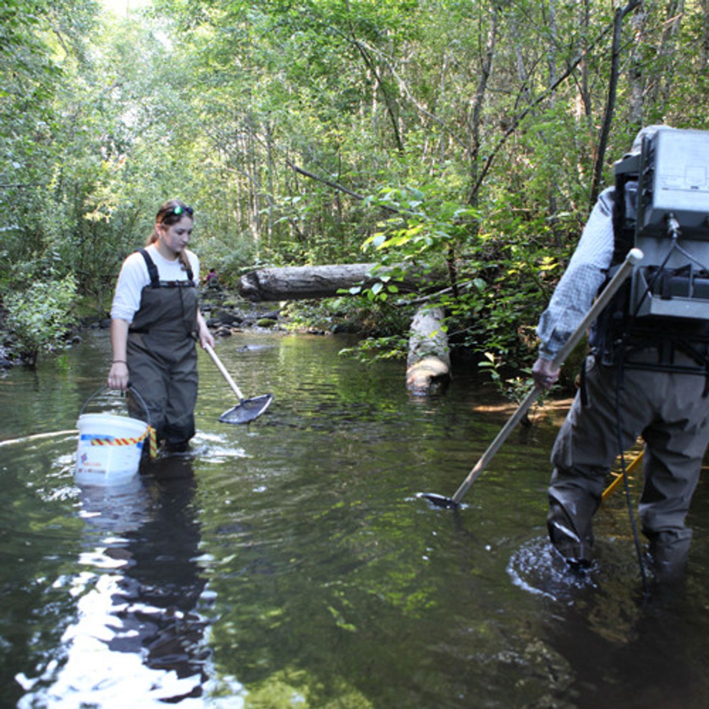 Scientists Measure What Dams Have Done to the  Elwha episode artwork