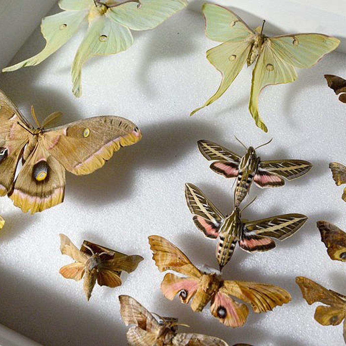 U of I Extension to hold insect collection program Aug. 8 in Ottawa episode artwork