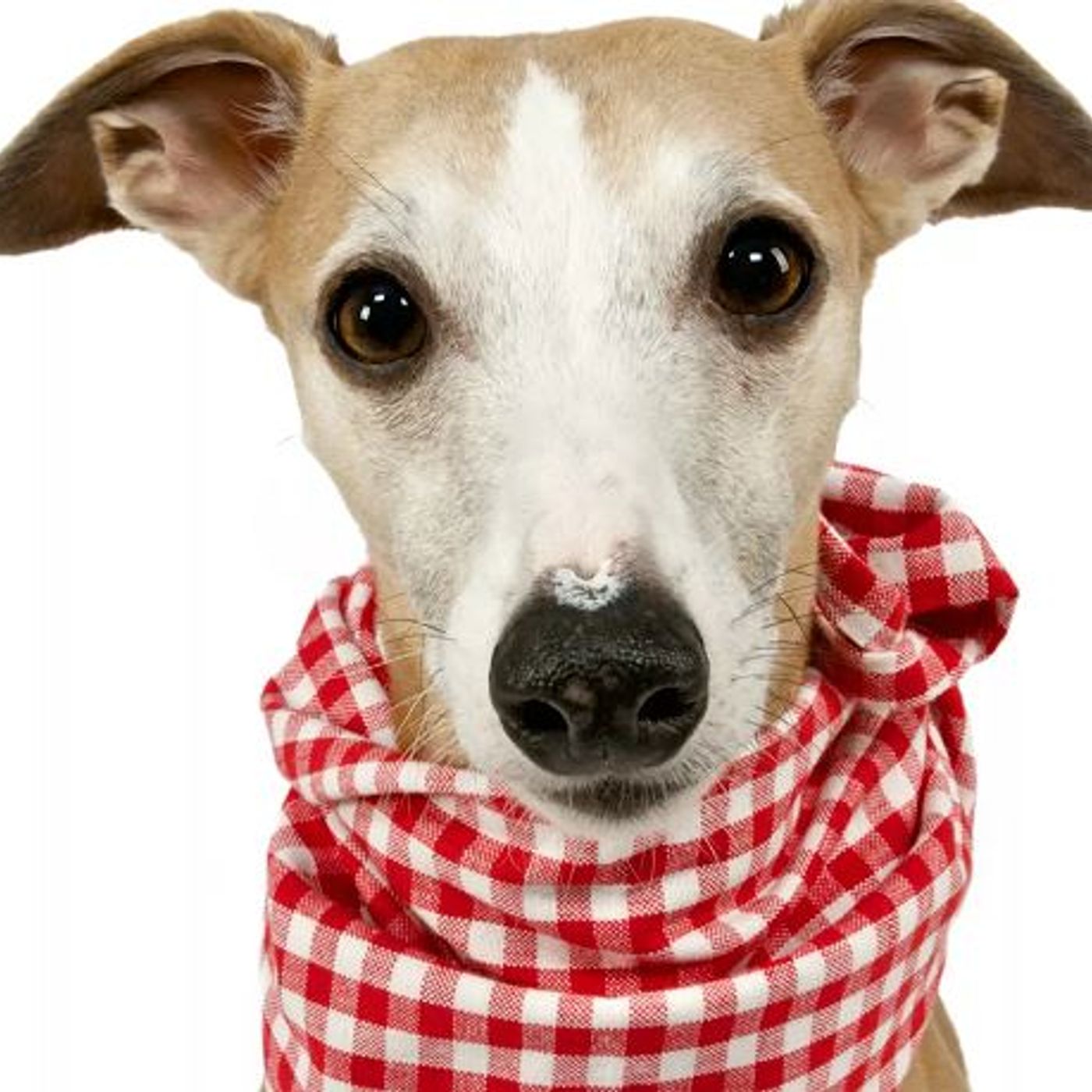 Things Dogs Can't Eat Off Your Plate At Thanksgiving