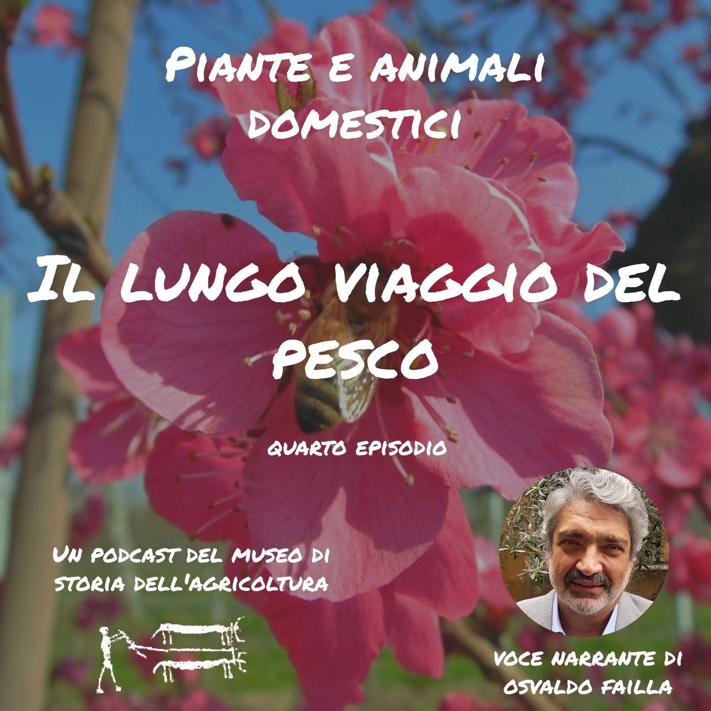 Il lungo viaggio del pesco