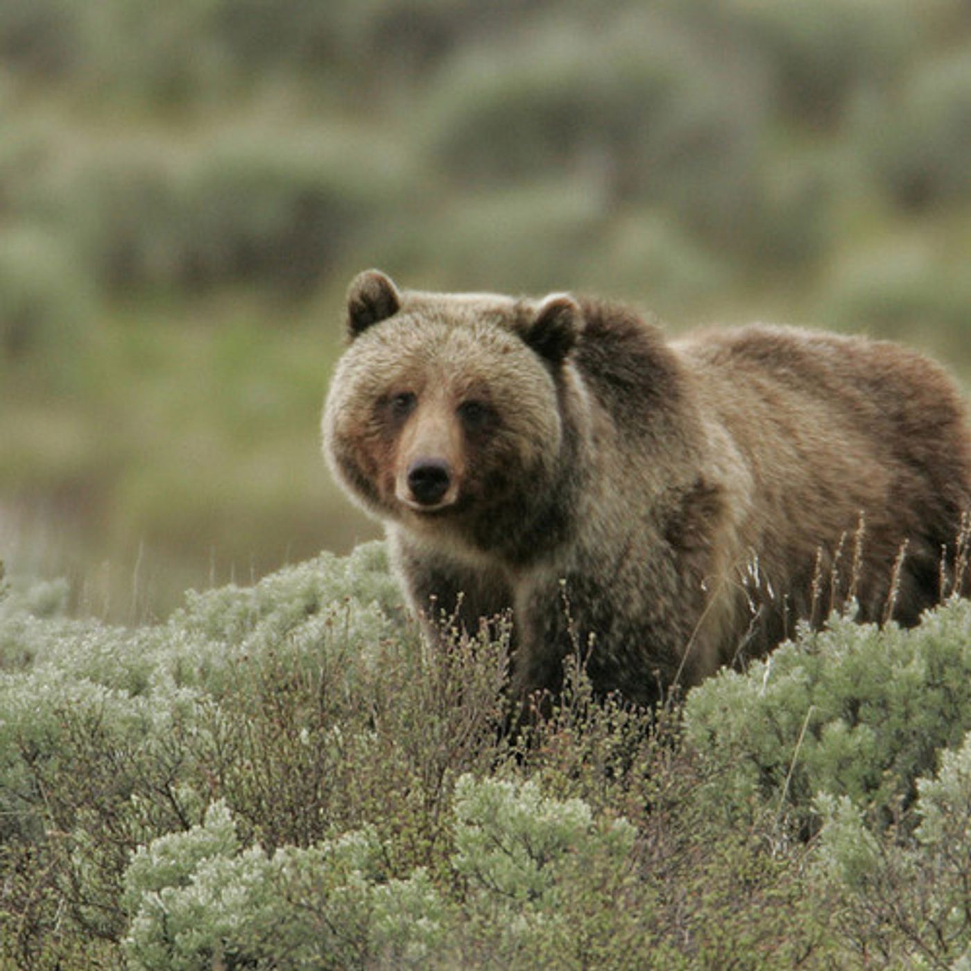 How Rebounding  Wolves Are Helping Feed Grizzly Bears episode artwork