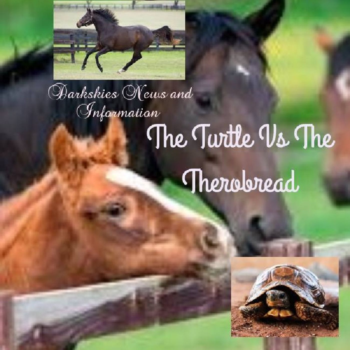 The Turtle Vs The Therobread episode artwork