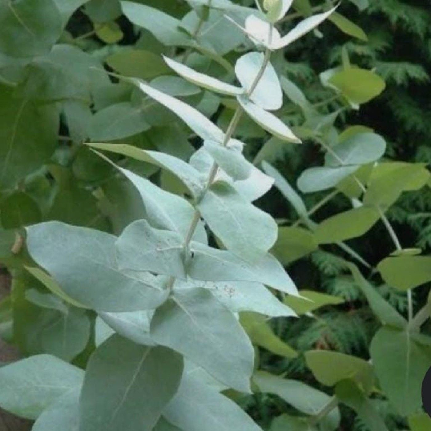 Aceite esencial de Eucalipto