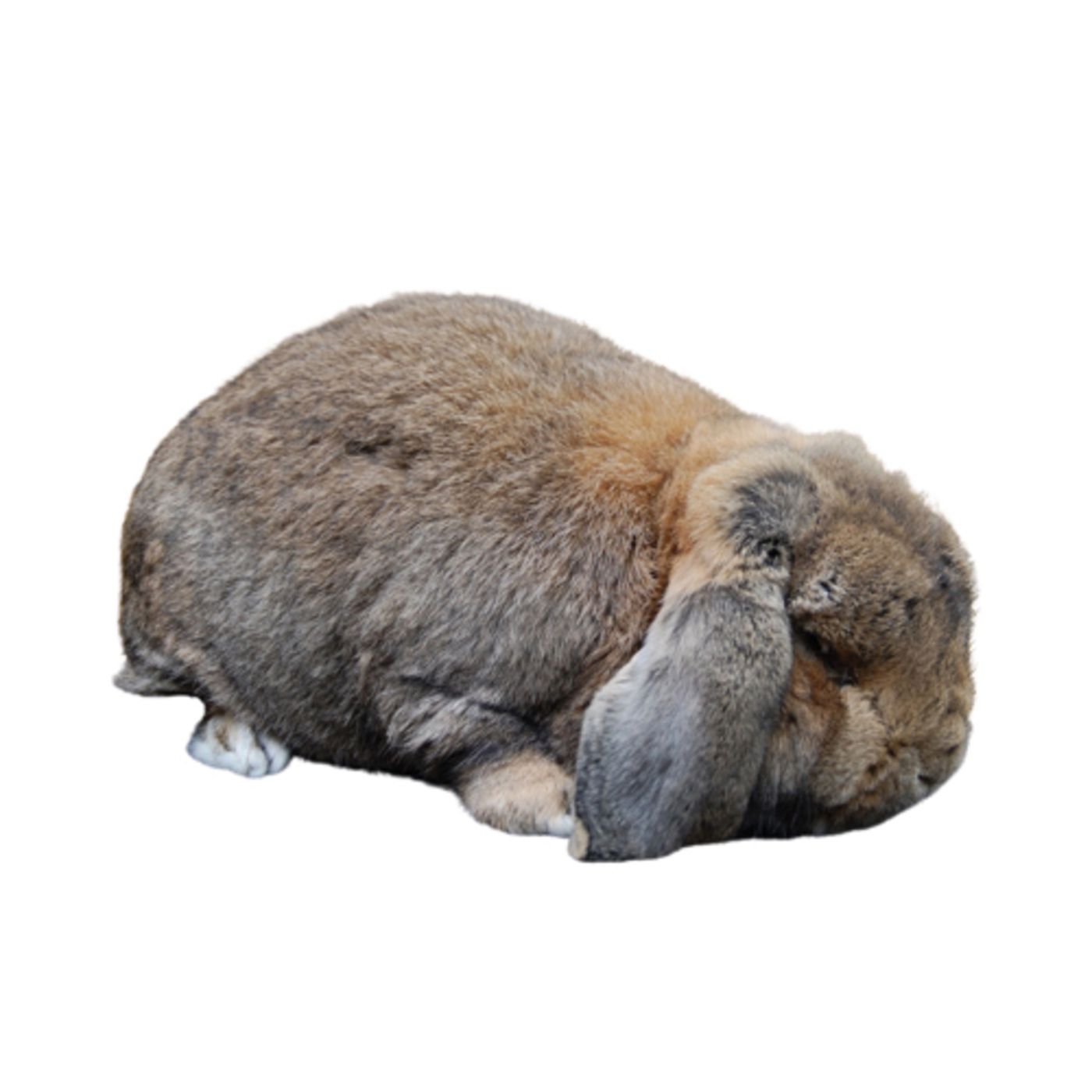 20 cuentos del conejito dormilón