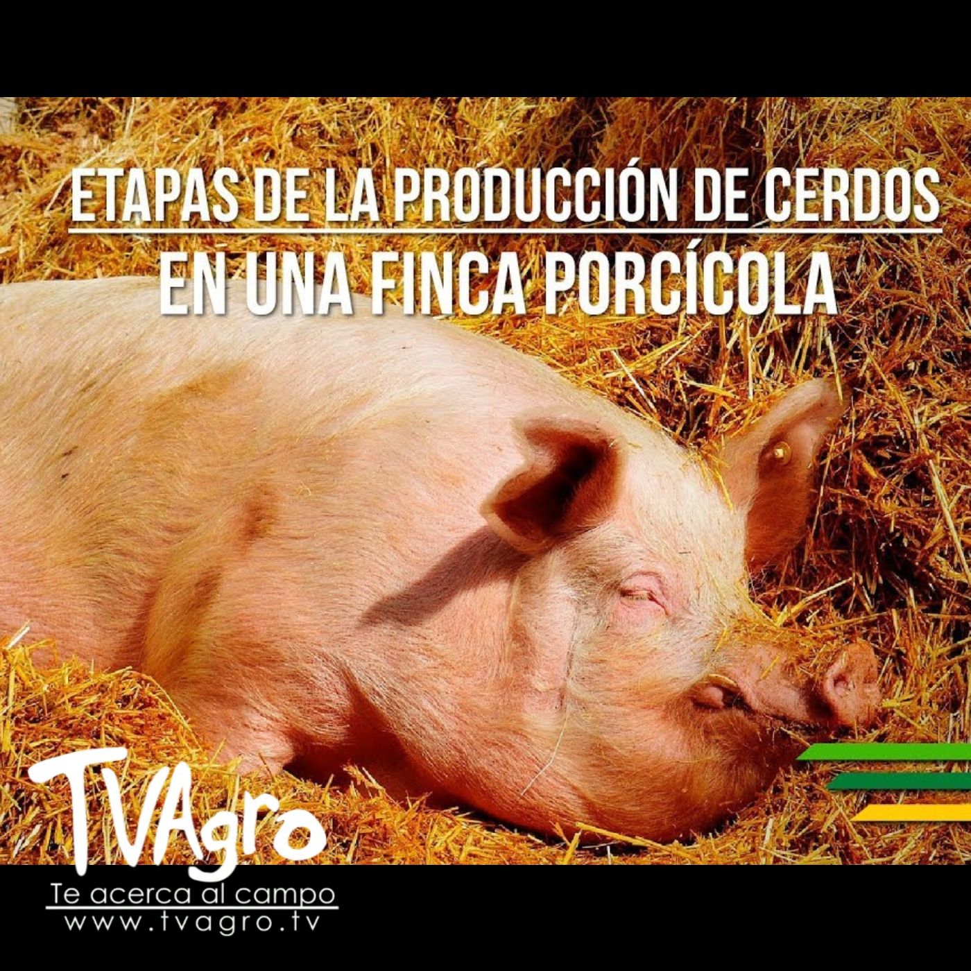 TV AGRO