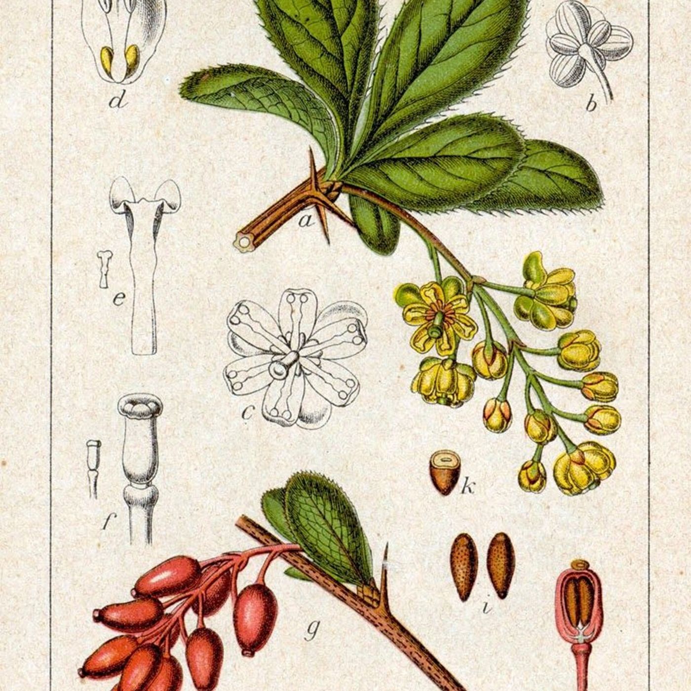 Southern Appalachian Herbs