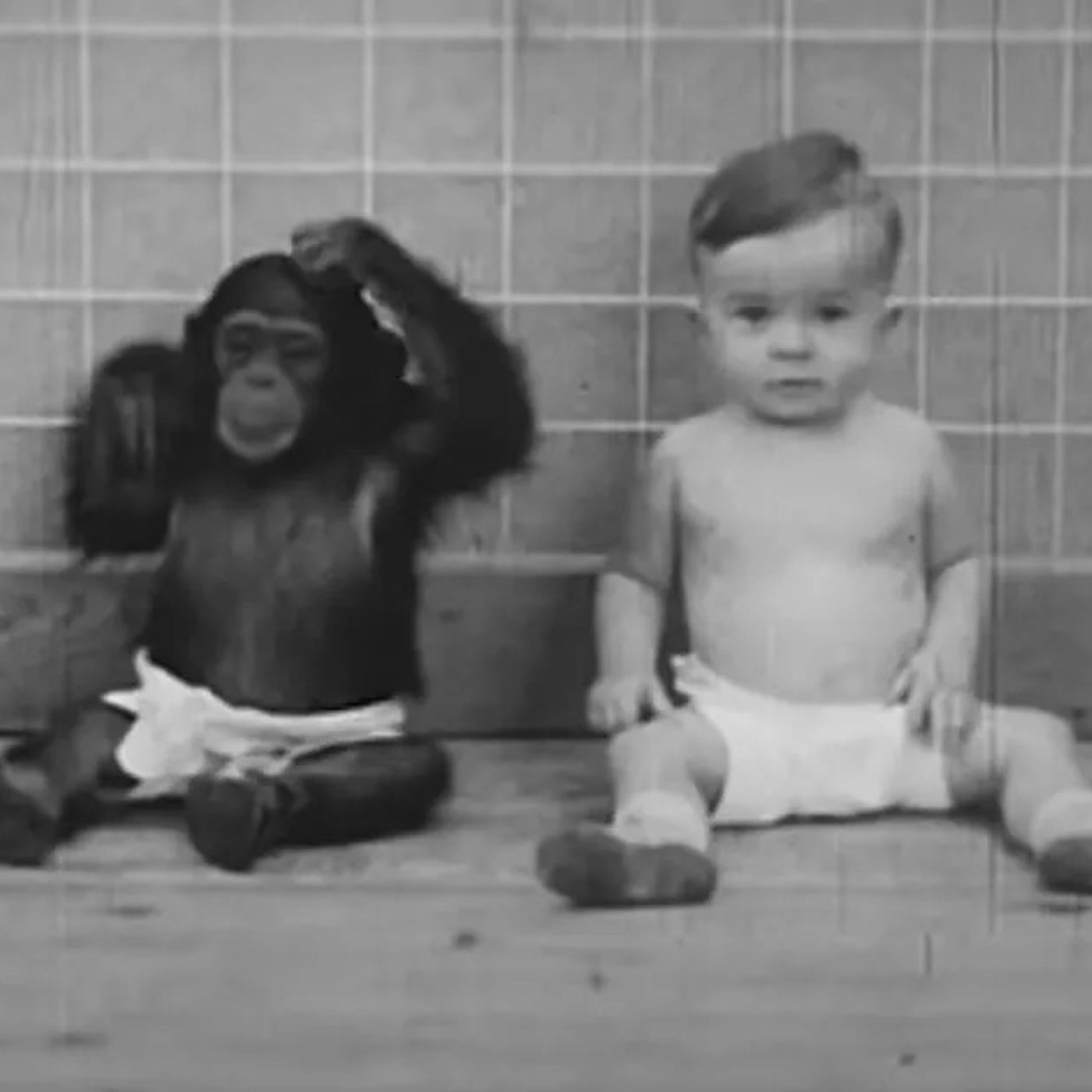 Un bambino e una scimmia, l'esperimento Kellogg - AperiStoria #161