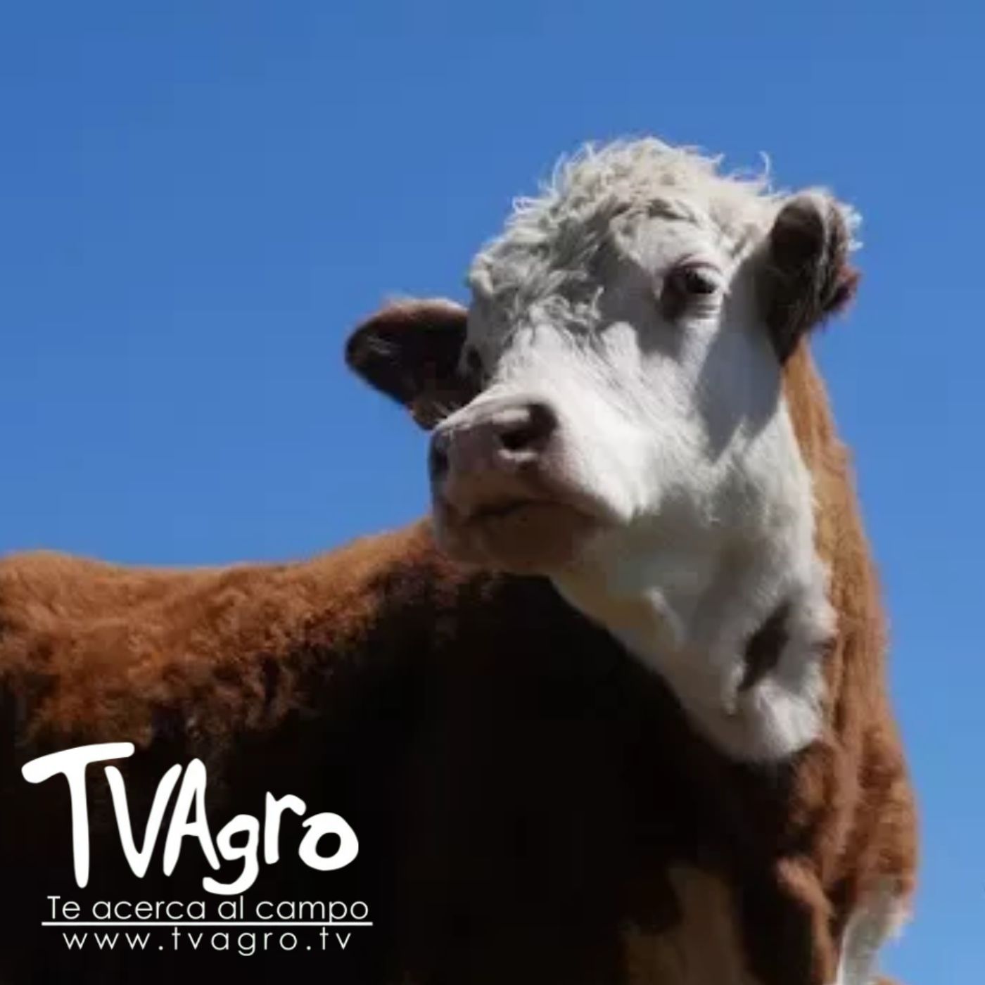 TV AGRO