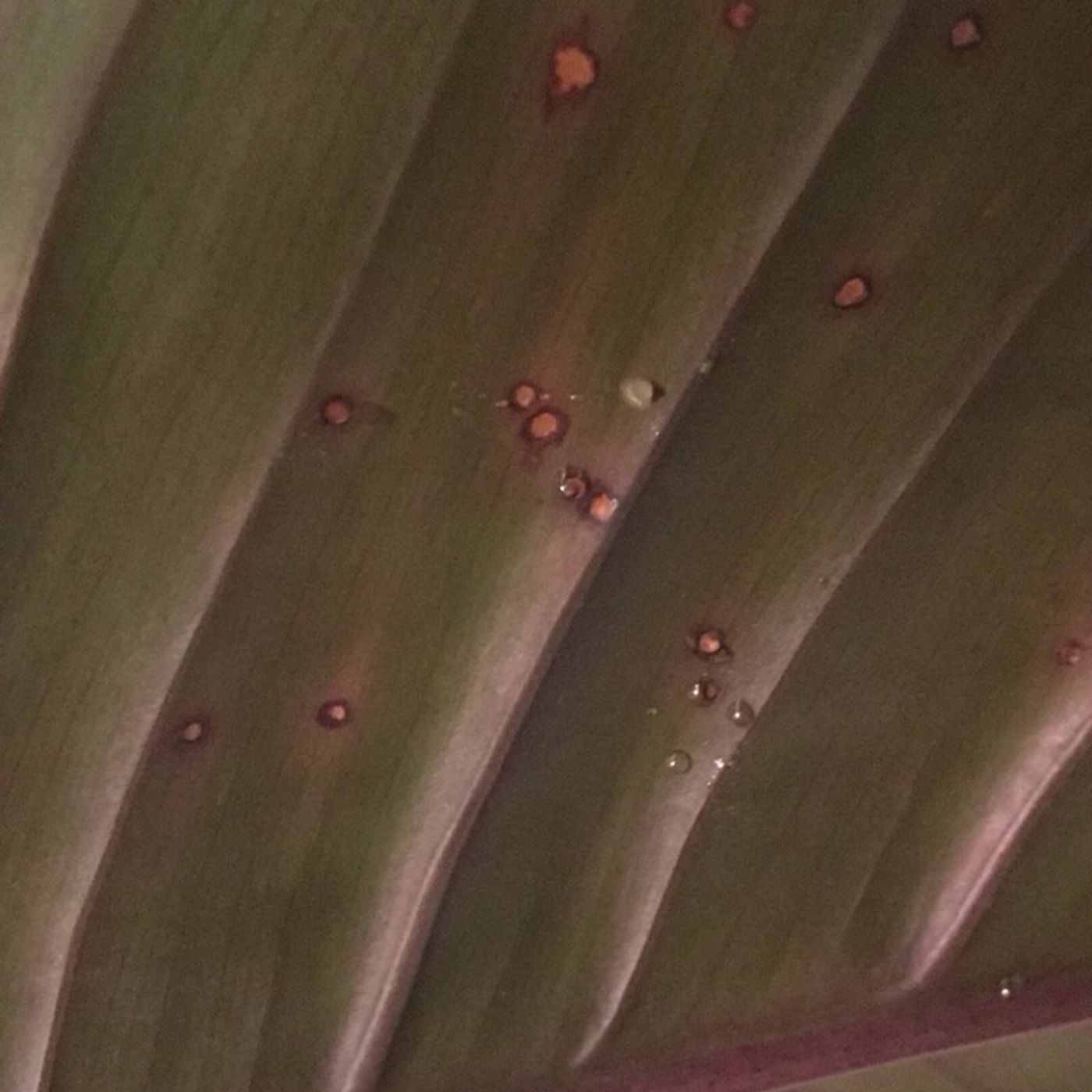 Episode 6 - Extrafloral Nectaries