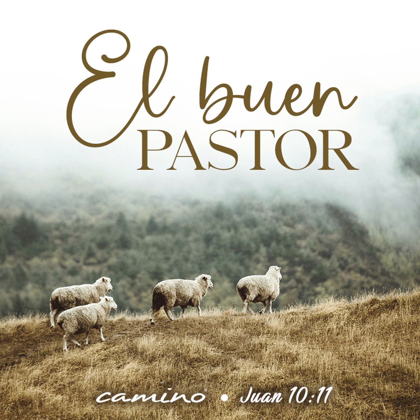 Oración 1 de mayo (El buen pastor) episode artwork