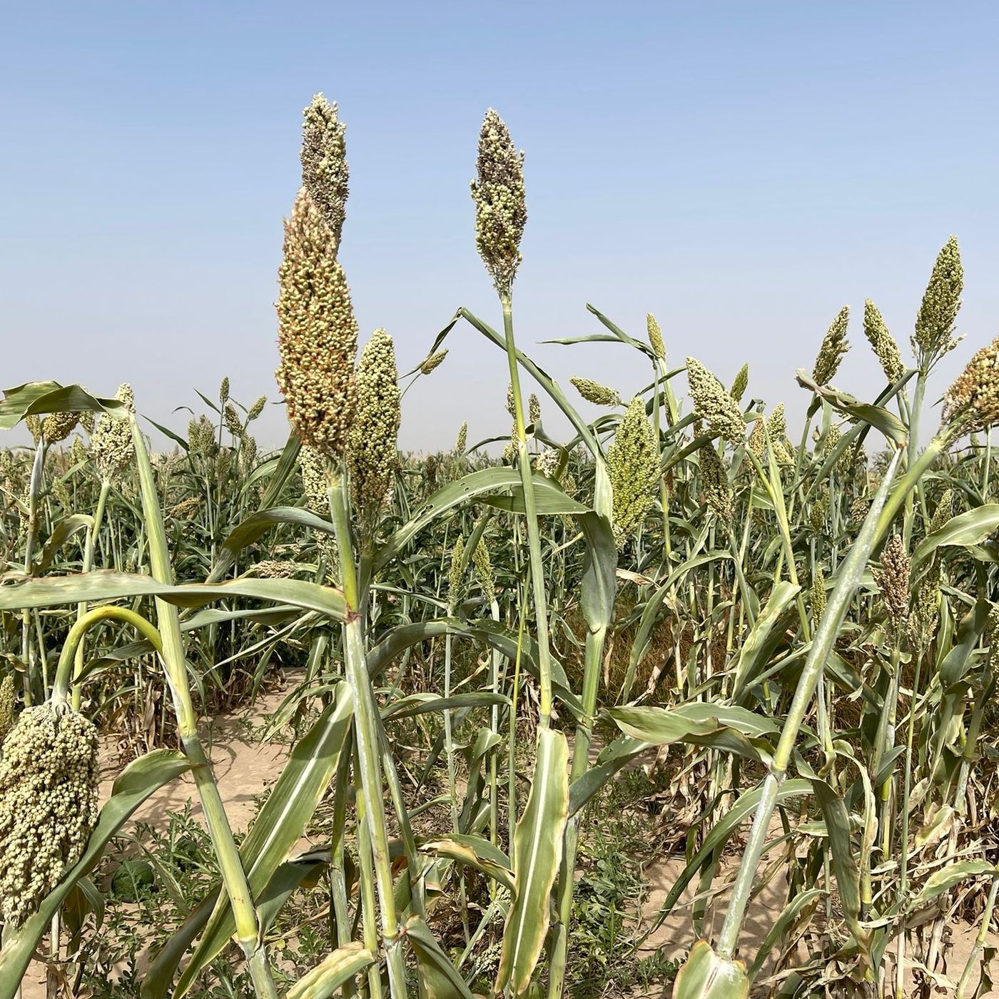 Studio Kalangou (français)