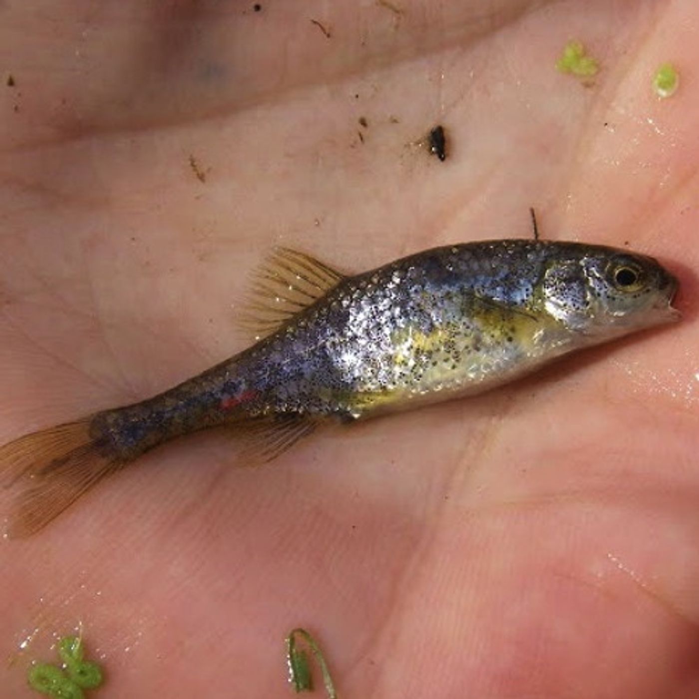 Oregon Minnow Is The First Fish Recovered From Endangered Species List episode artwork