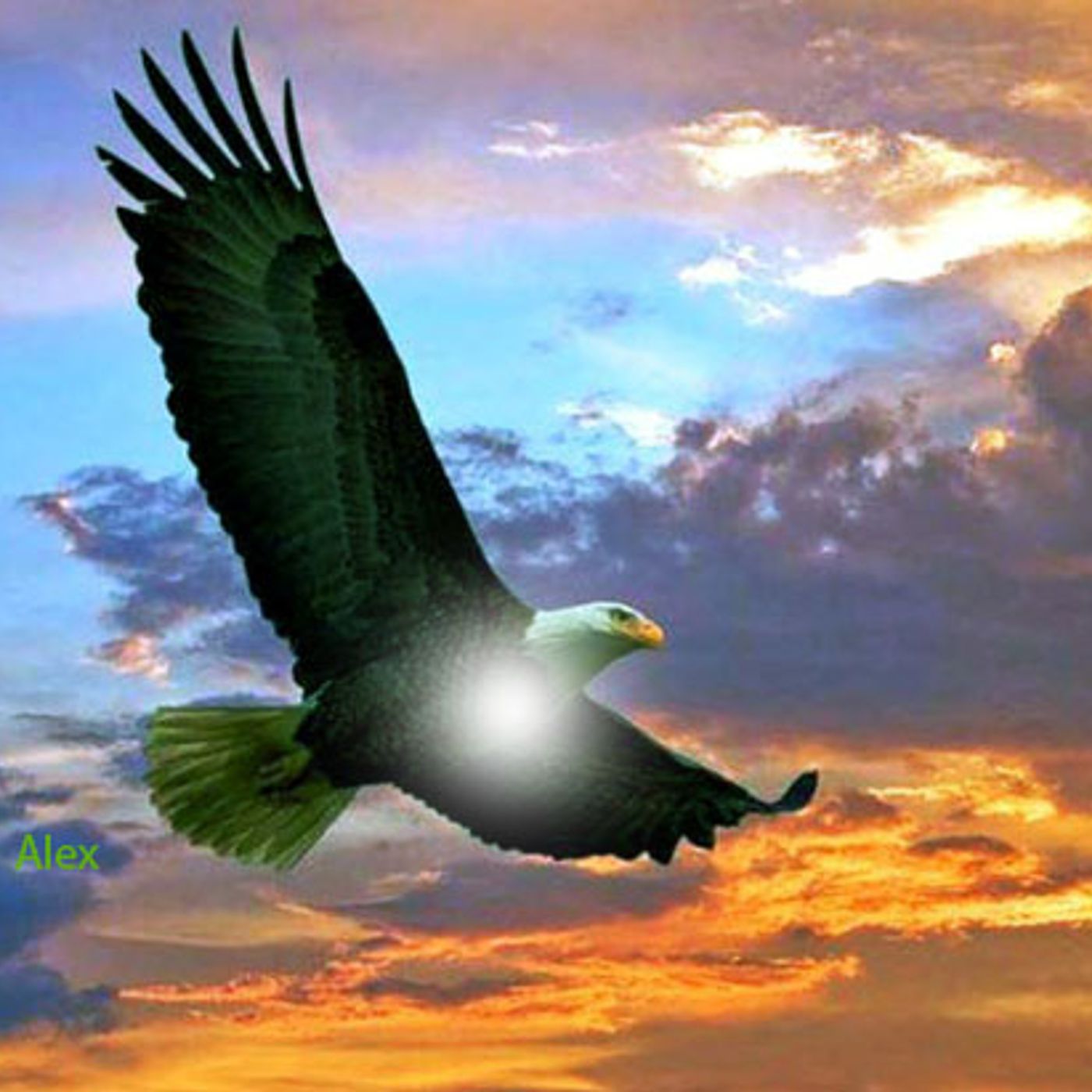 Aquila del cielo