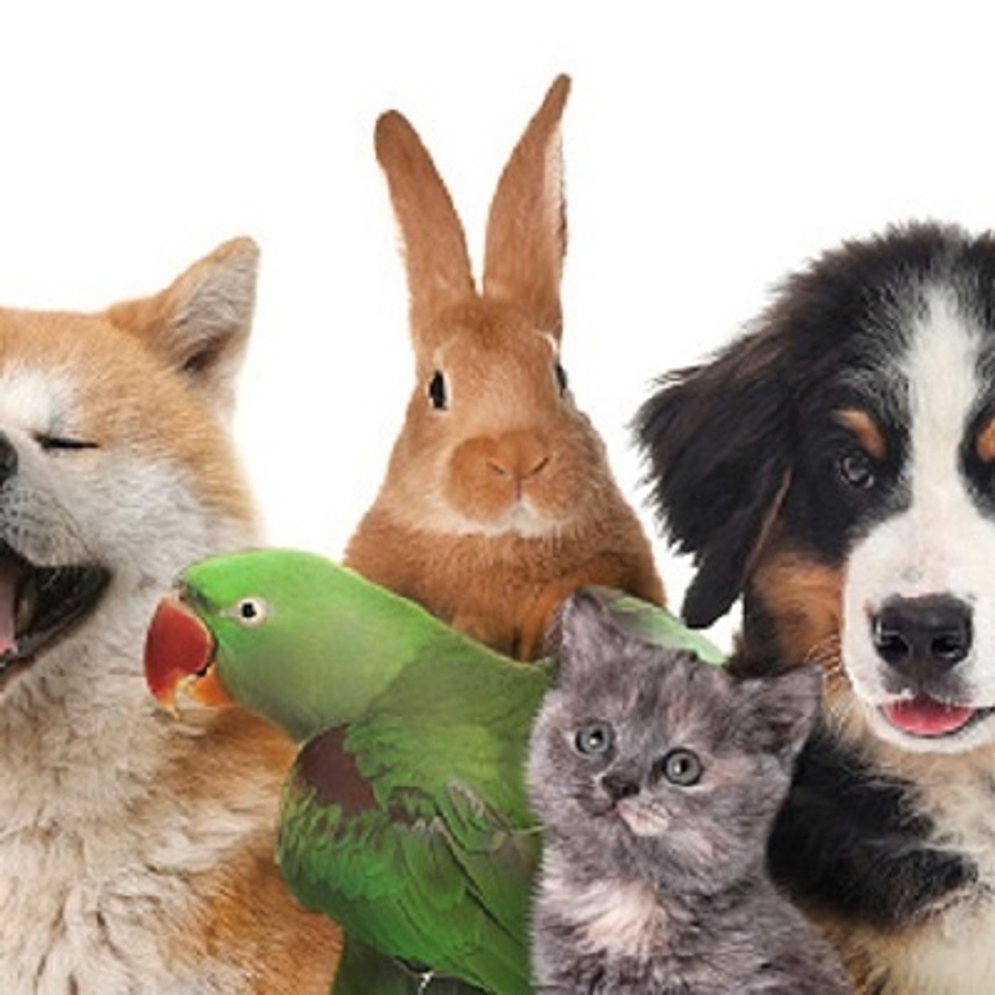 Little girl's love for animals inspires her to become an author (Smile File) episode artwork
