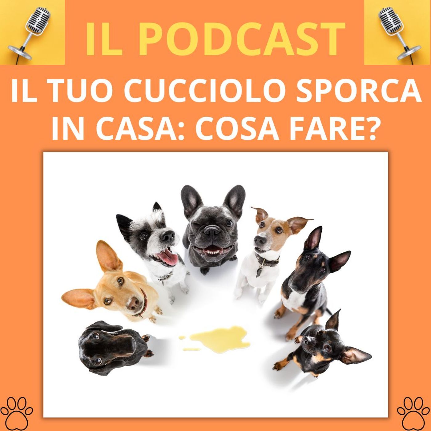 Cane&gatto: le domande più frequenti