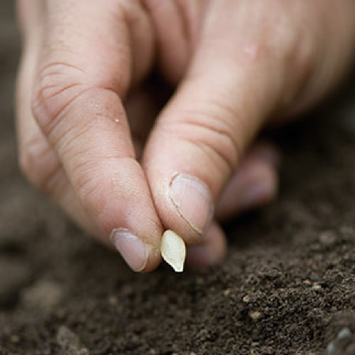 Sow/Sower/Seed: A Biblical Perspective