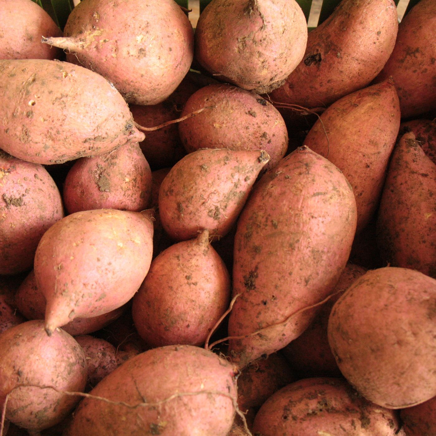 Oferta tecnológica AGROSAVIA