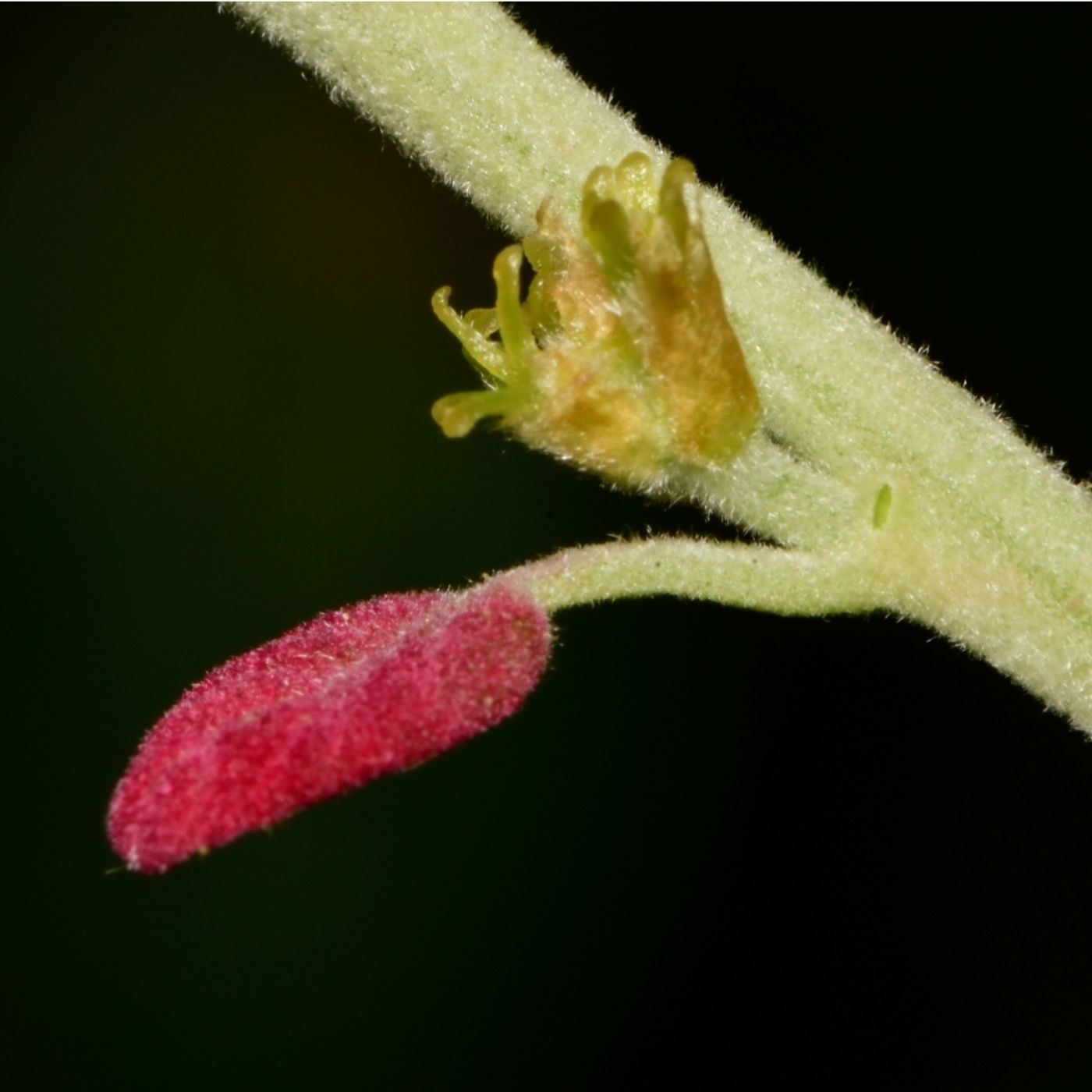 Oaks Are the Beasts of An Ecosystem! A Discussion with Dr. Andrew Hipp