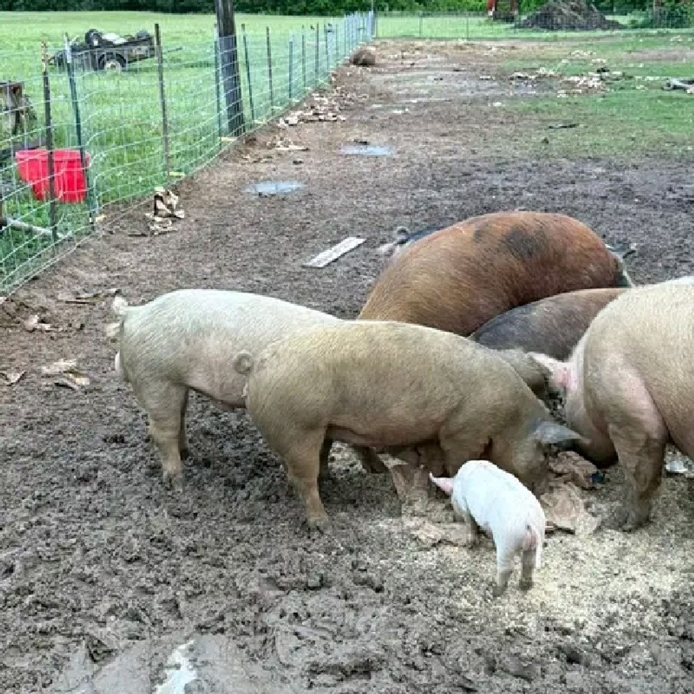 when you eat pork you looks like them episode artwork