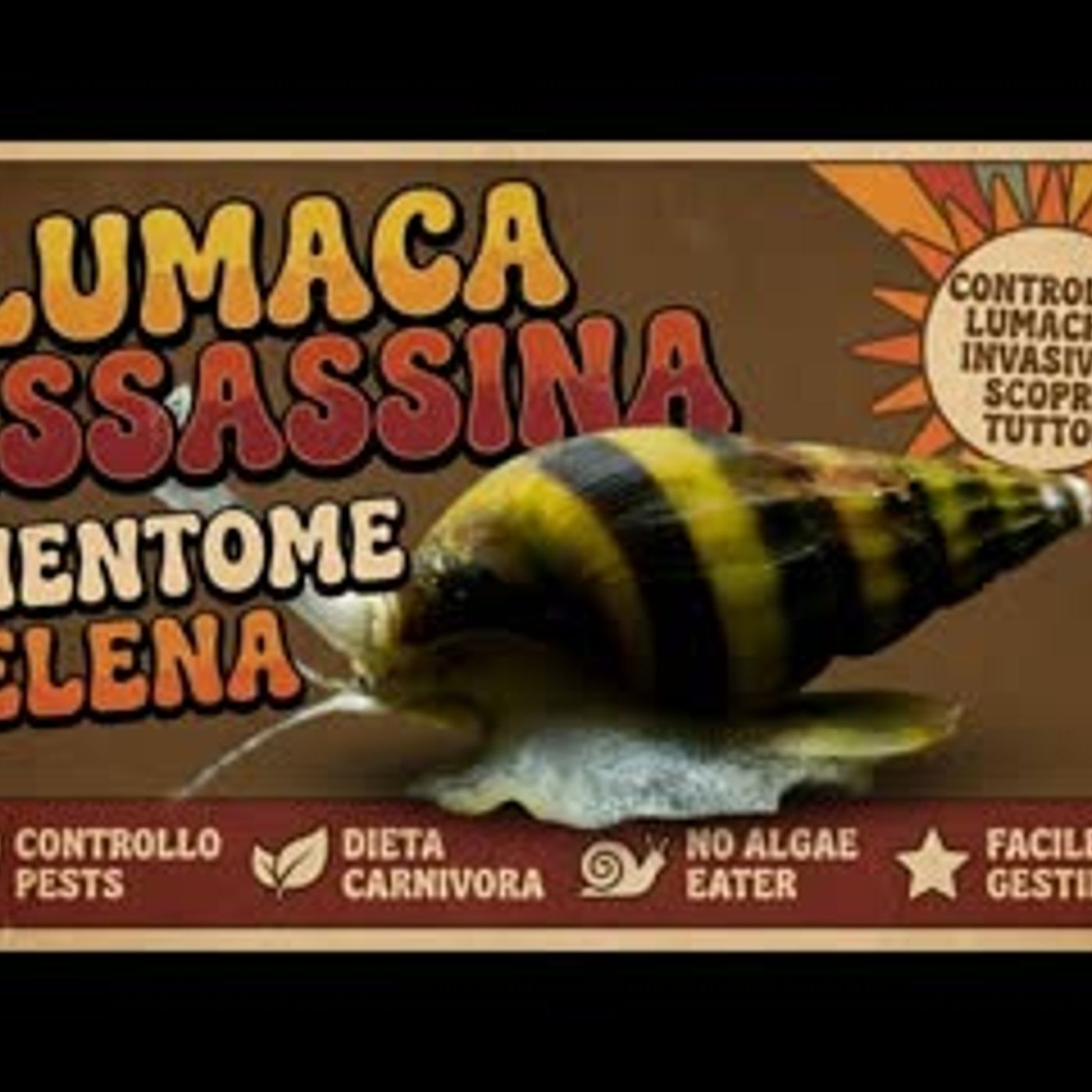 NESSUNO HA CAPITO LA LUMACA KILLER - ASSASSIN SNAIL ANENTOME HELENA episode artwork