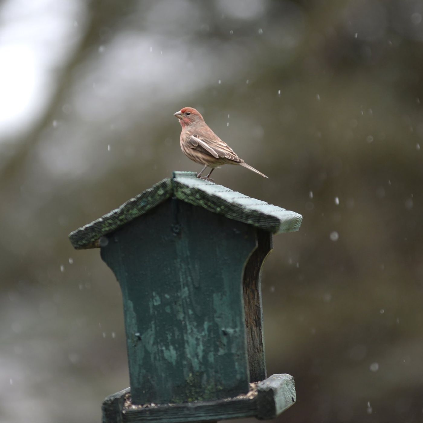 Down the Garden Path: Birdwatching in Illinois winters