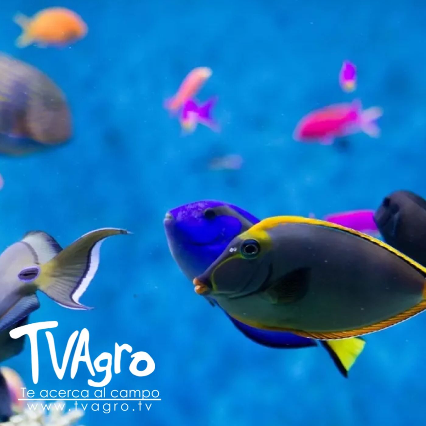 TV AGRO
