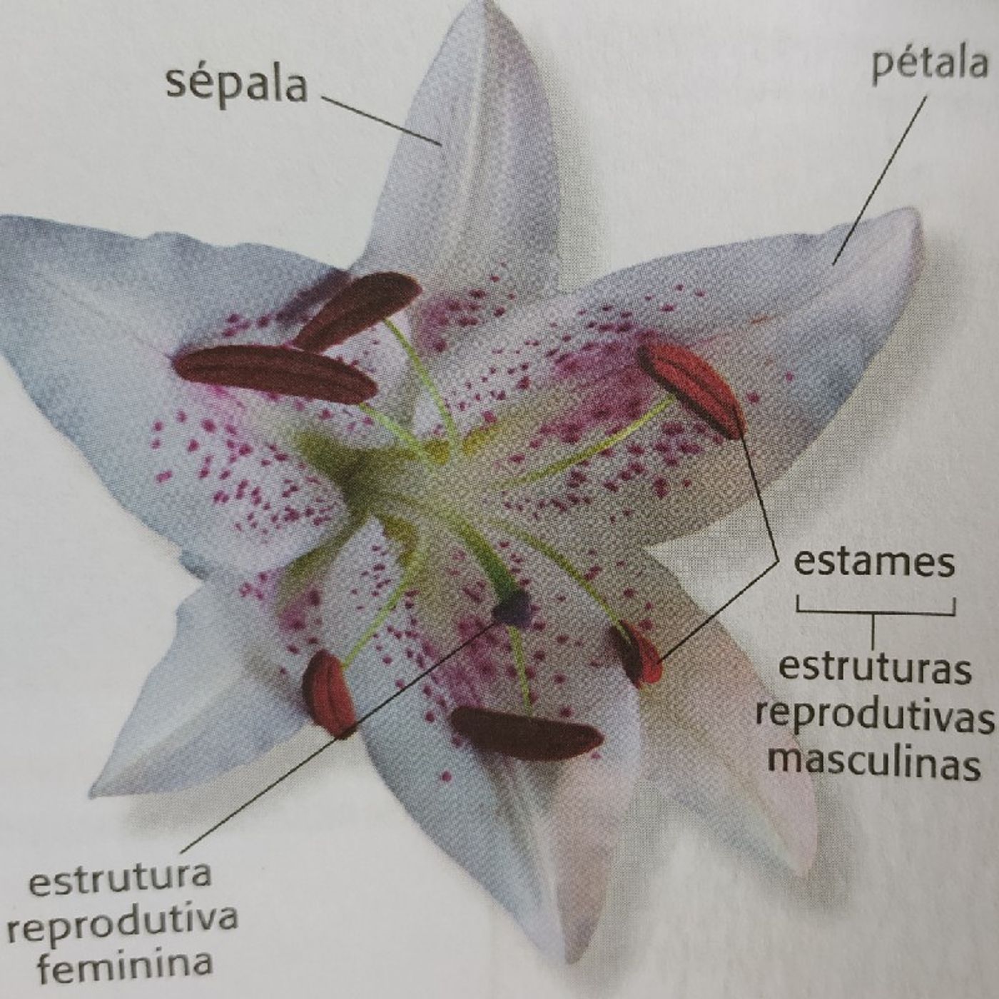 BioTime_Enem- Reino Plantae