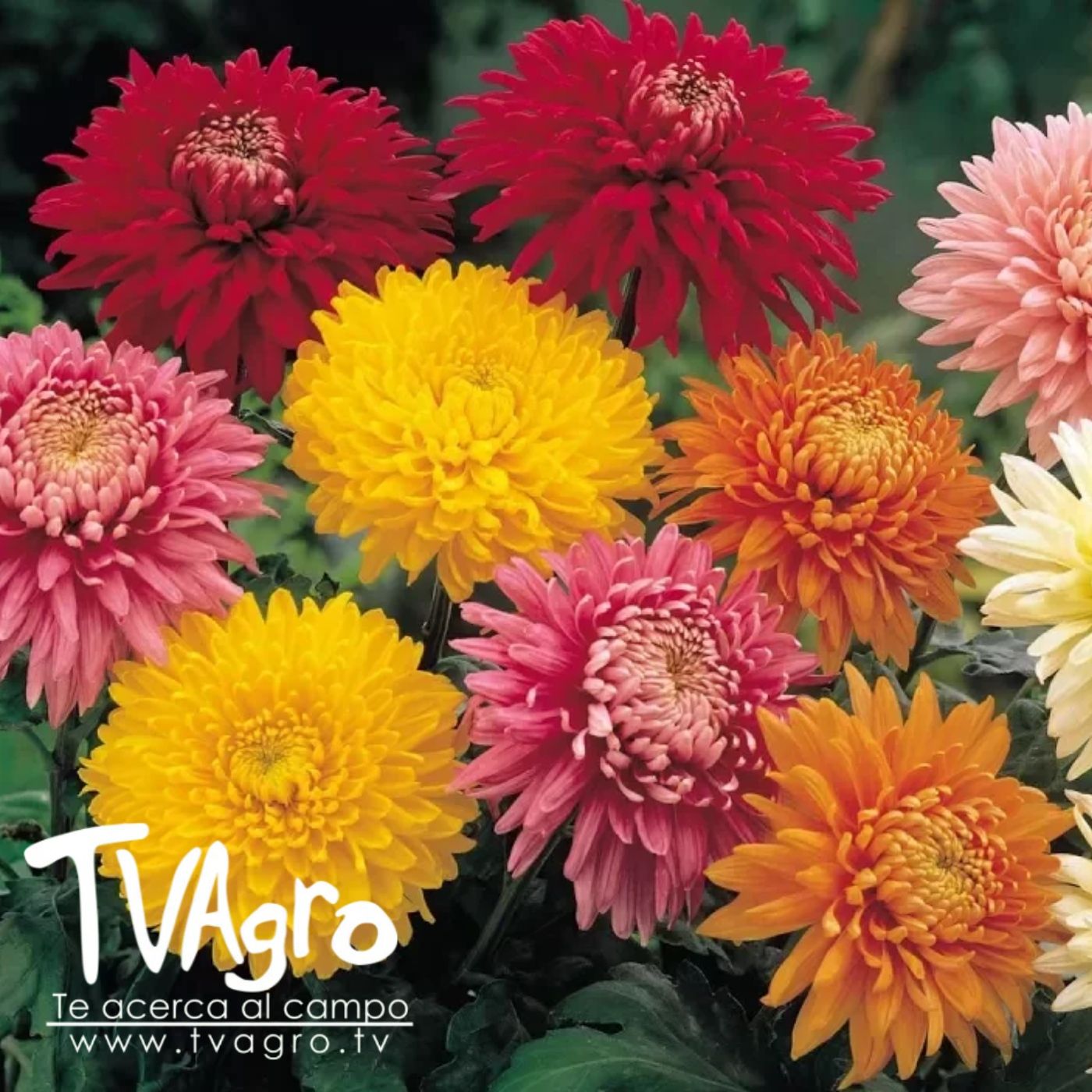 TV AGRO