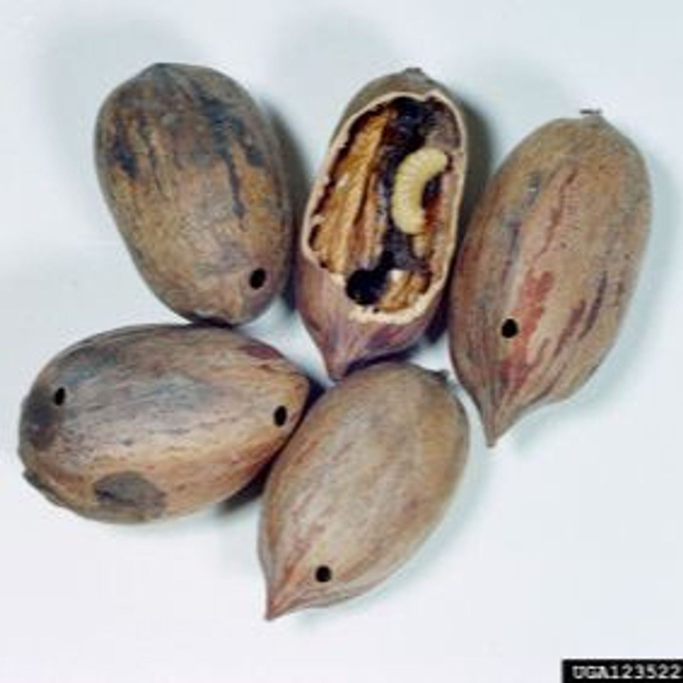 Possibly Pecan Weevil, with special guest Bill Ree.
