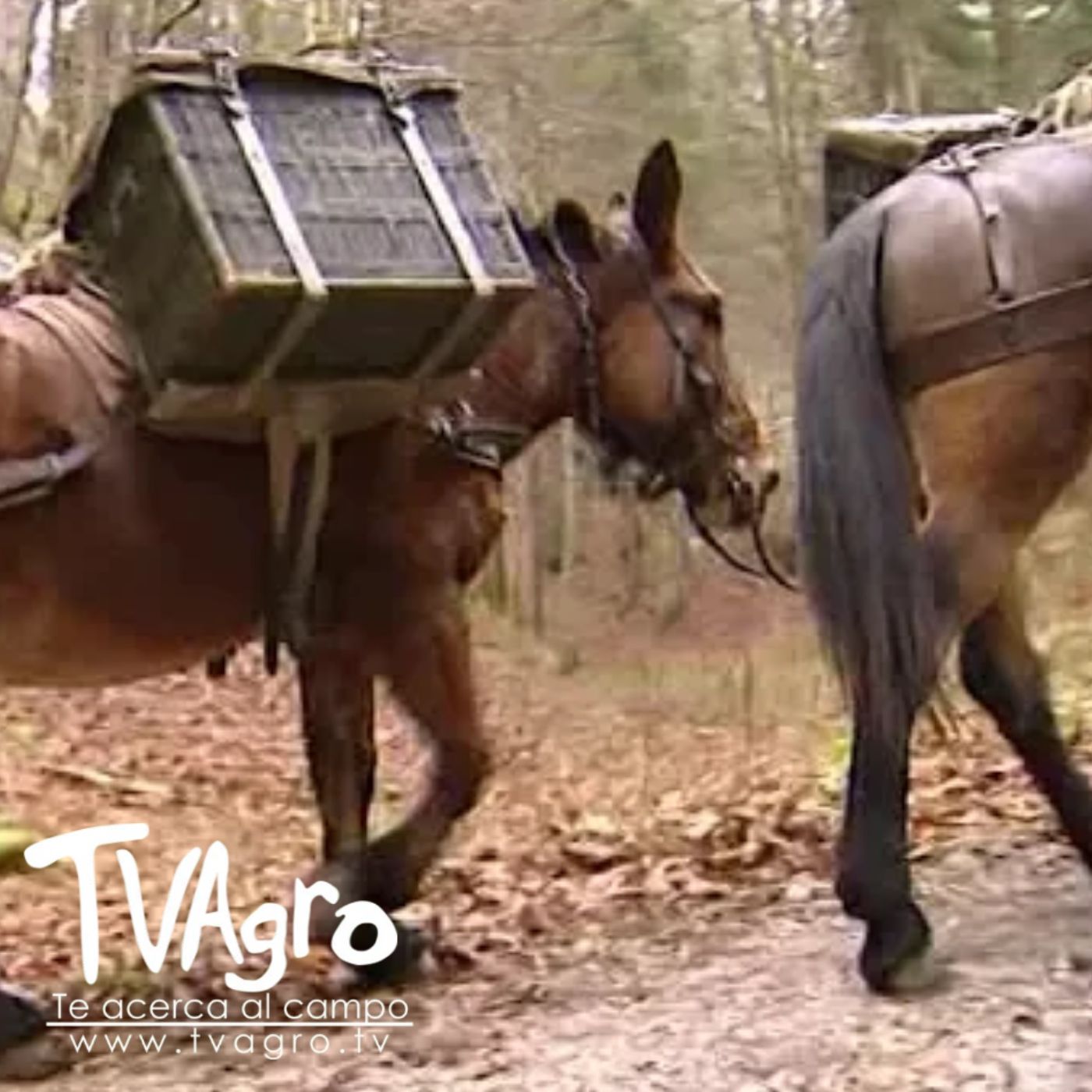 TV AGRO