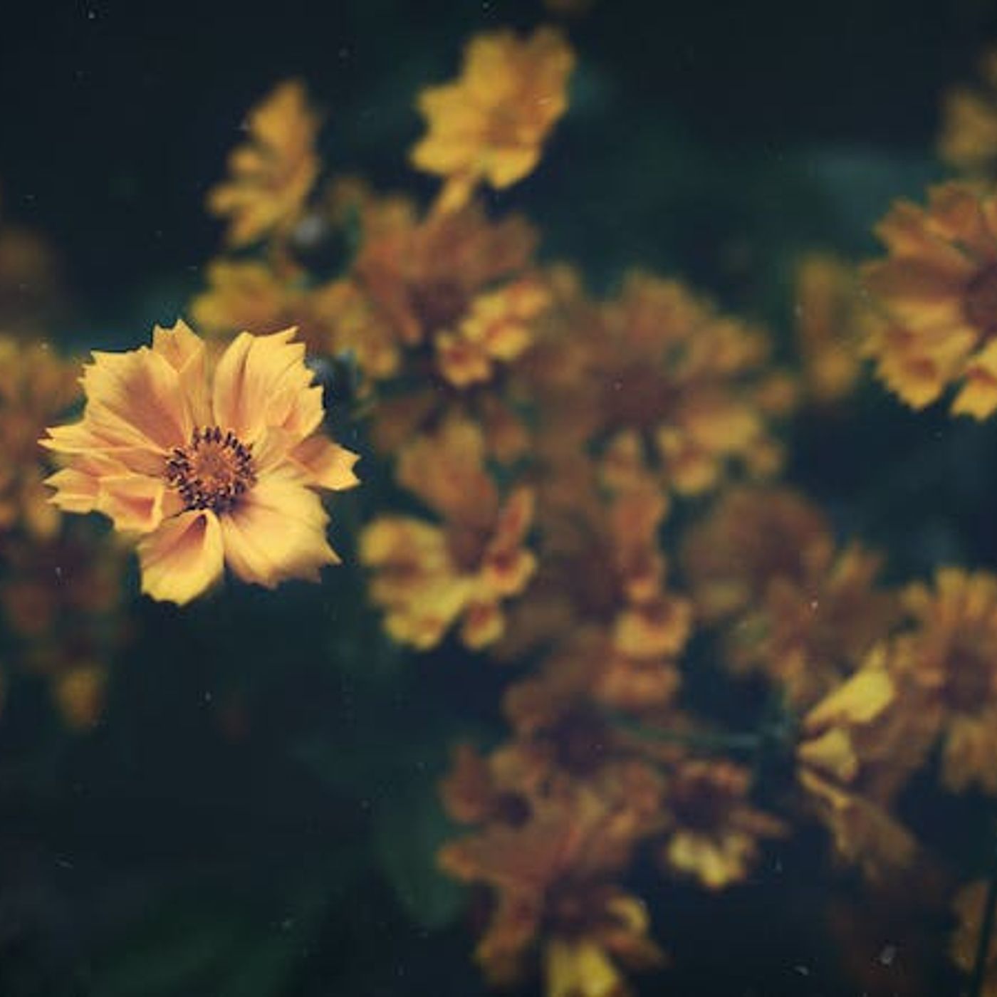 Does the Old Testament Alienate the Disabled?