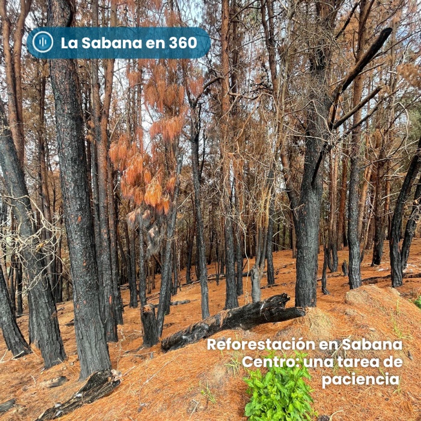 La Sabana en 360