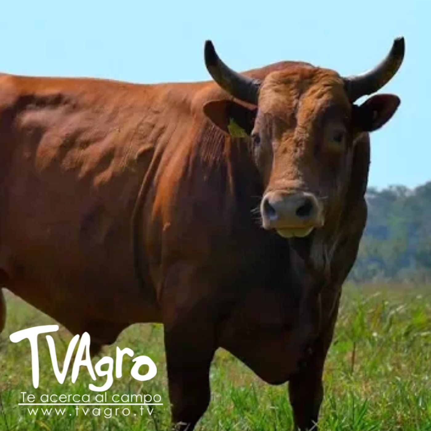TV AGRO