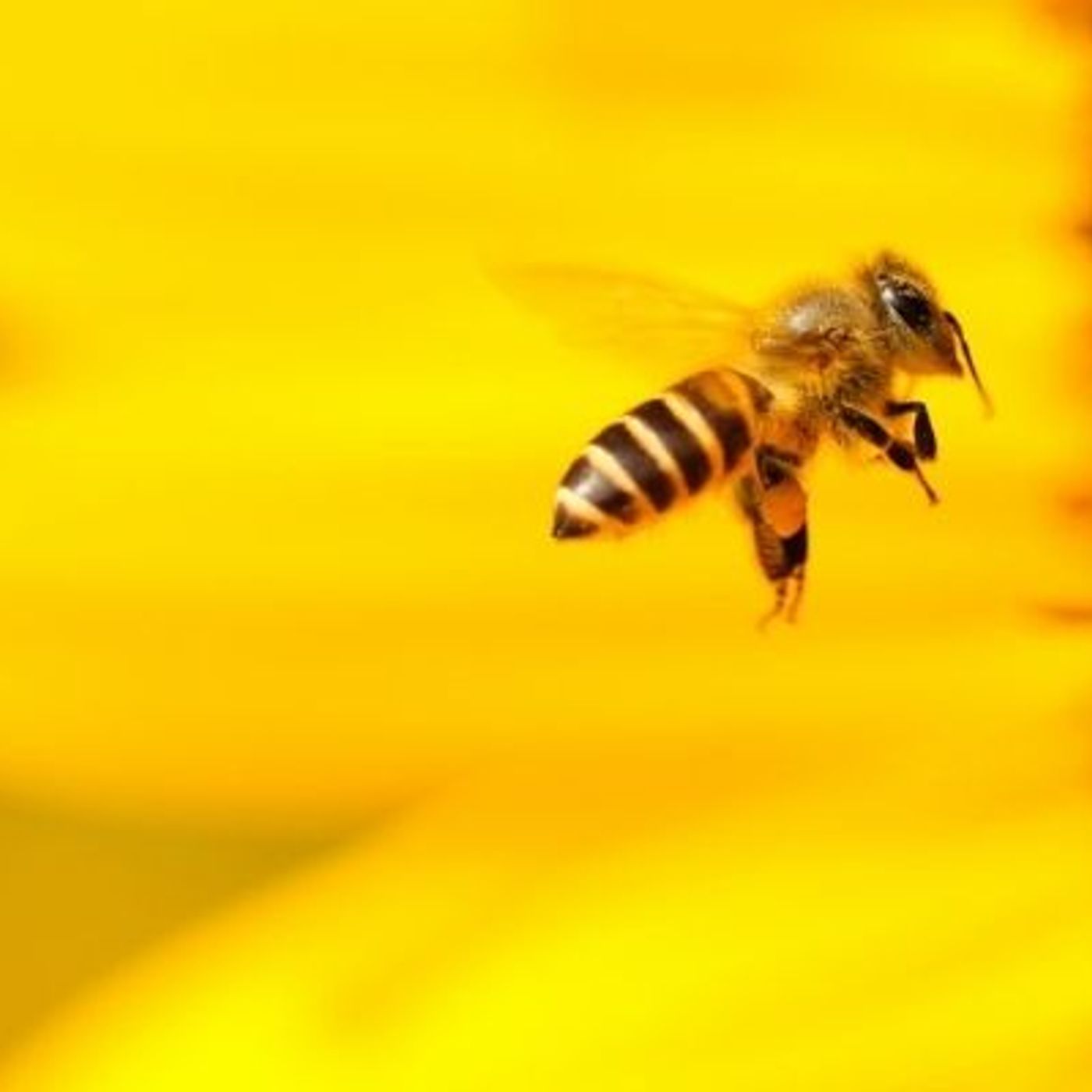 Le venin des abeilles : un espoir contre le cancer du sein episode artwork
